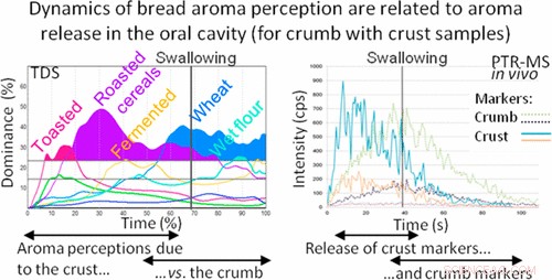 How a Crumbly Crust Enhances a Baguette’s Aroma and Flavor