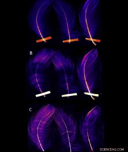 Cutting‑Edge Imaging Uncovers Hidden Feather Patterns in Seabirds
