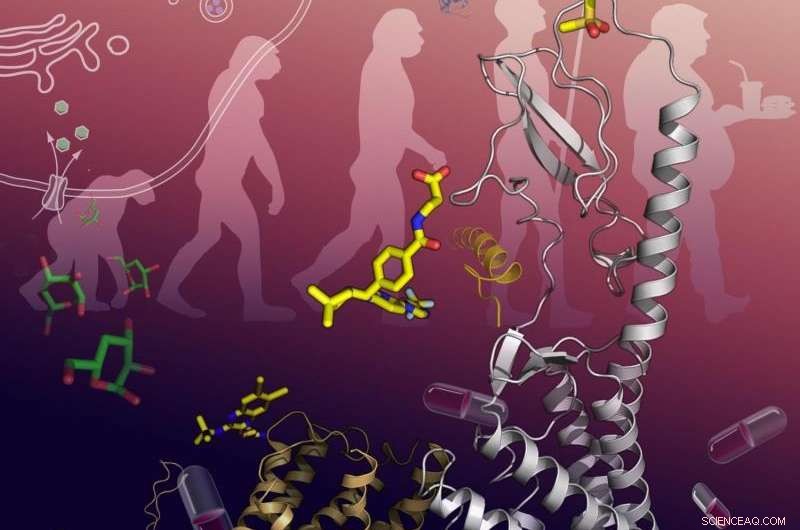 International Consortium Deciphers High‑Resolution 3‑D Structure of GLP‑1 Receptor