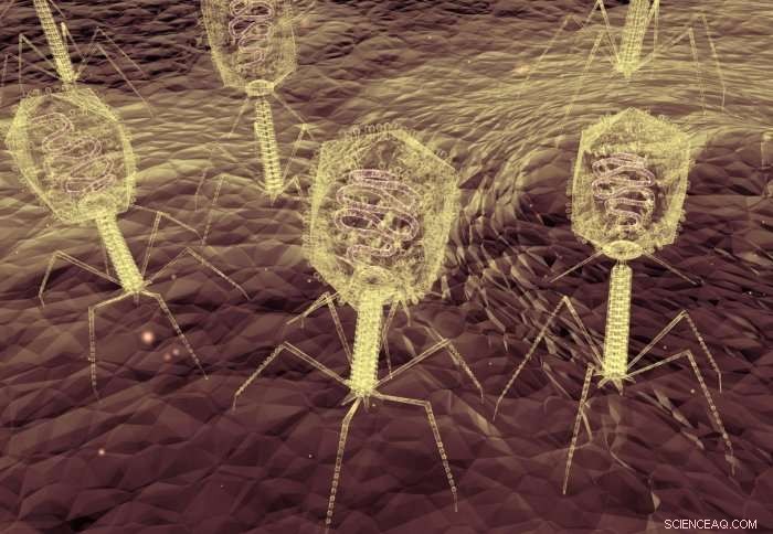 Virus Employs Dual-Target Attack on Bacteria, Revealing Novel Infection-Combat Strategies