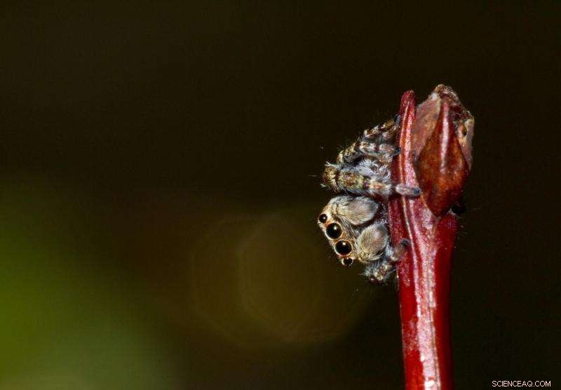 Revolutionizing Medicine: Spider Silk Protein Drives Creation of Lung Surfactant