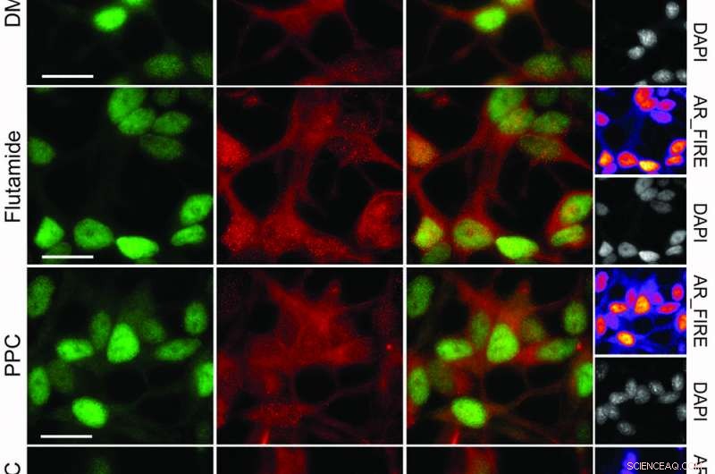 Unlocking New Therapies: The CeMM CLOUD Library Combines FDA-Approved Drugs