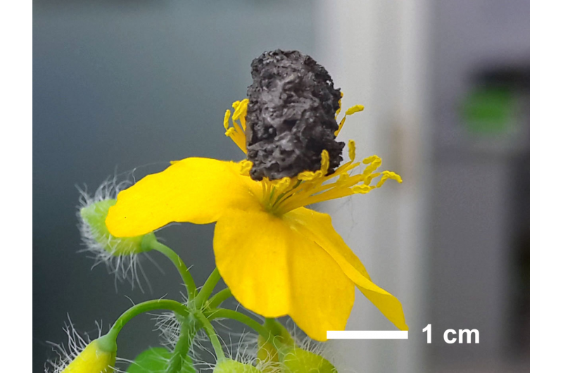 Ultra-Light Metal Cathodes Deliver Enhanced Stability in Lithium‑Oxygen Batteries