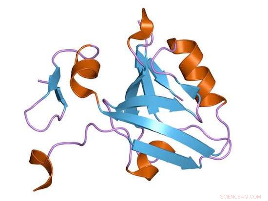 Rosetta Stone Protein Reveals Novel Allosteric Mechanism