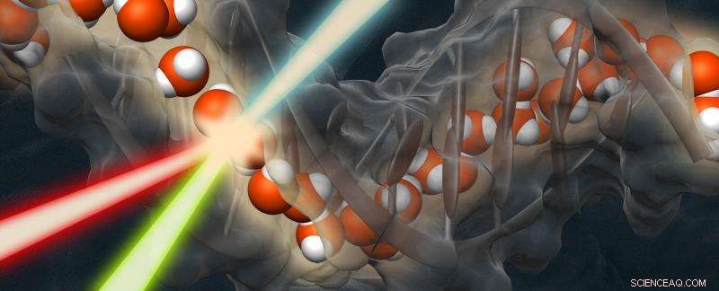 Scientists Discover Water s Hydration Spine Surrounding DNA