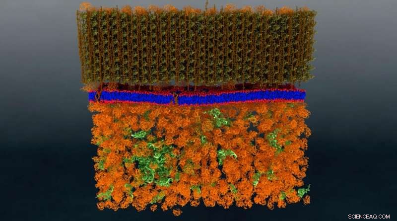 Neutron Scattering Reveals First Nanoscale View of a Living Cell Membrane