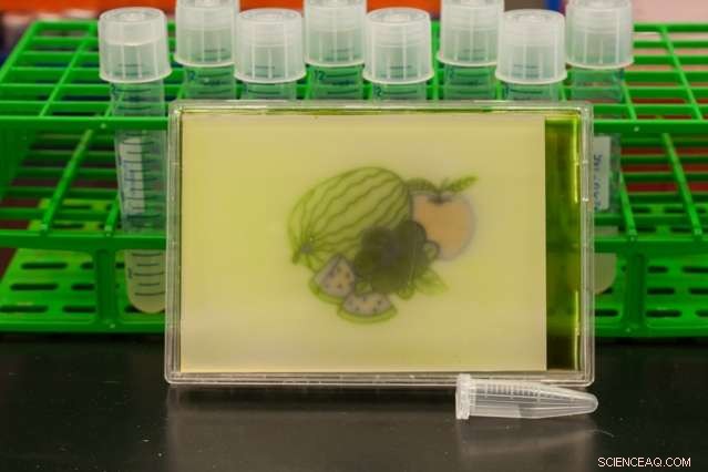 Harnessing RGB Light to Precisely Control Gene Expression in Engineered E. coli