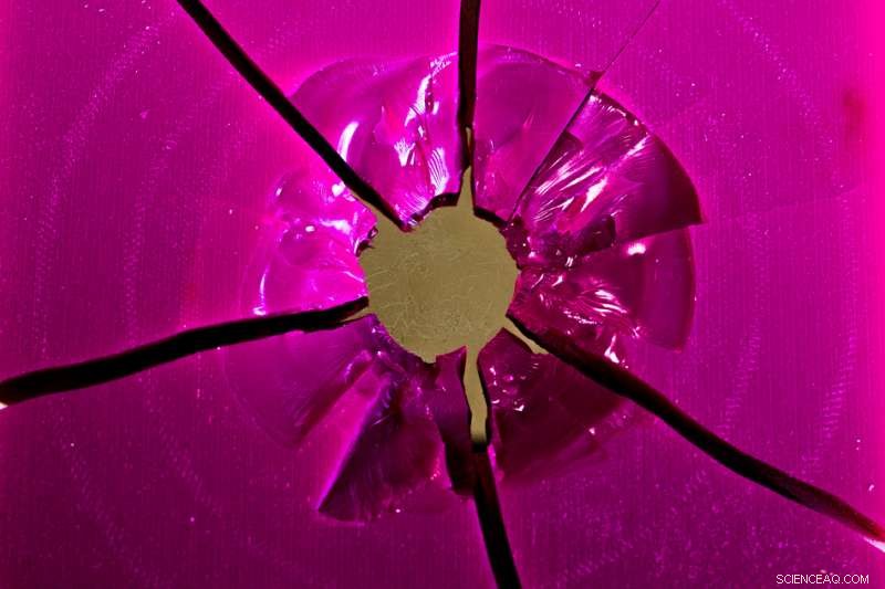 How Conch Shells Reveal the Secrets of Their Exceptional Durability