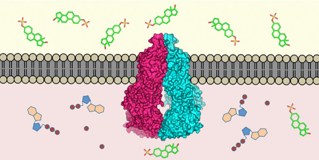 In-Depth Overview of the ABCG2 Molecular Toxin Transporter