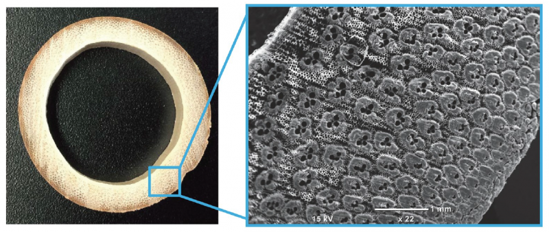 Harnessing Bamboo: A Blueprint for Lightweight, High-Strength Design