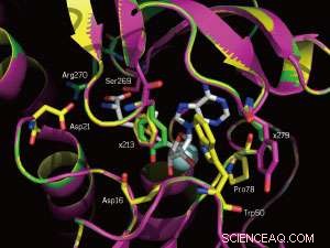 Directed Evolution: Engineering Enzymes for Advanced Medical Imaging Agents