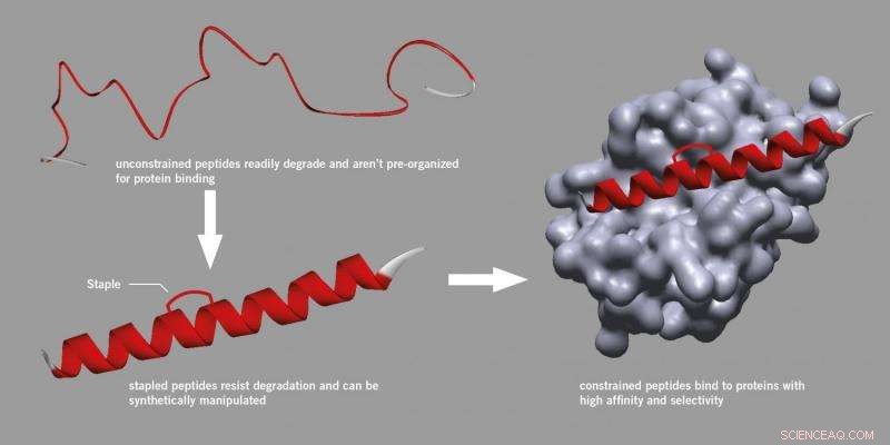 Innovative Method Promises Affordable, Accessible Peptide Stapling for Drug Discovery