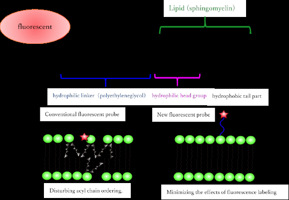 Artificial Fluorescent Membrane Lipids Reveal Active Roles in Living Cells