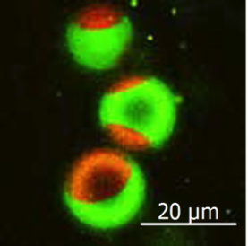 Artificial Fluorescent Membrane Lipids Reveal Active Roles in Living Cells