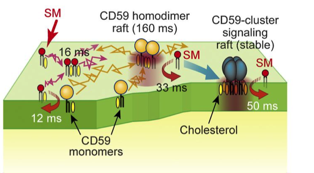 Artificial Fluorescent Membrane Lipids Reveal Active Roles in Living Cells