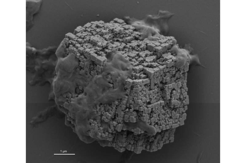 Sea Urchin Protein Uncovers Key Mechanisms of Skeletal Self‑Assembly