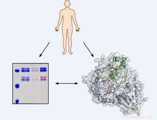 Revolutionary Cellular Imaging Opens New Frontiers in Cancer Treatment
