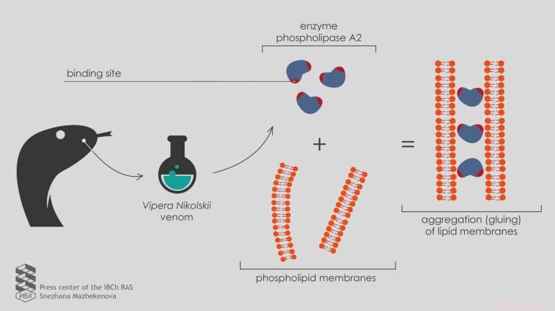 Scientists Uncover How Viper Venom’s Phospholipase A2 Works