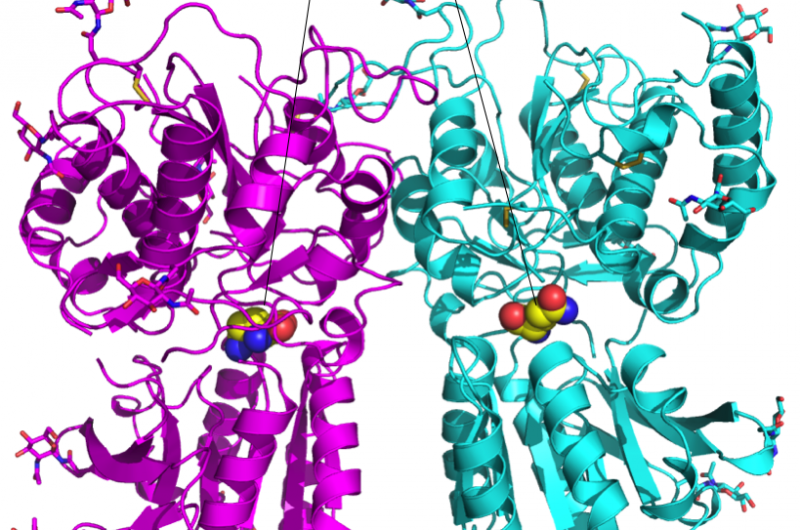 Exploring the Diverse Flavors of Fish: A Comprehensive Guide