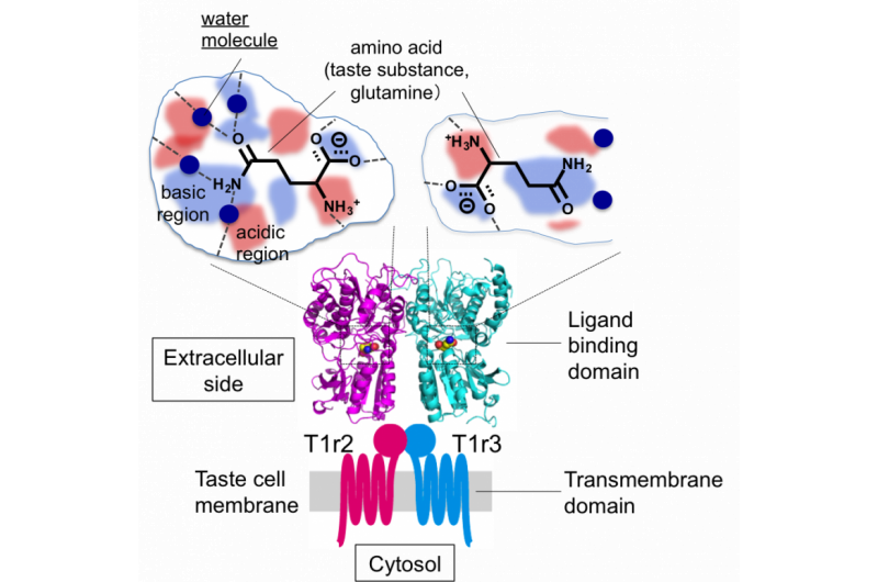 Exploring the Diverse Flavors of Fish: A Comprehensive Guide