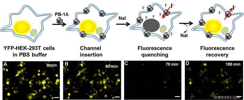 Engineered Nanochannels for Efficient Iodide Transport