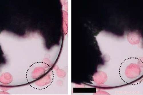 Researchers Engineer Phagocytic Protocells for Targeted Enzyme Delivery