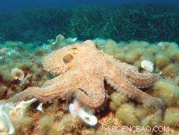 Sungkyunkwan University Develops Octopus‑Inspired Adhesive Patch That Works Underwater