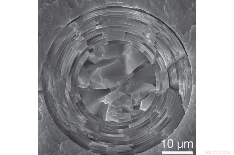 How Venus  Flower Basket Sponges Secure Their Position with Flexible Anchors