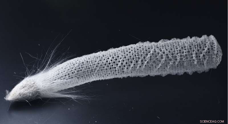 How Venus  Flower Basket Sponges Secure Their Position with Flexible Anchors