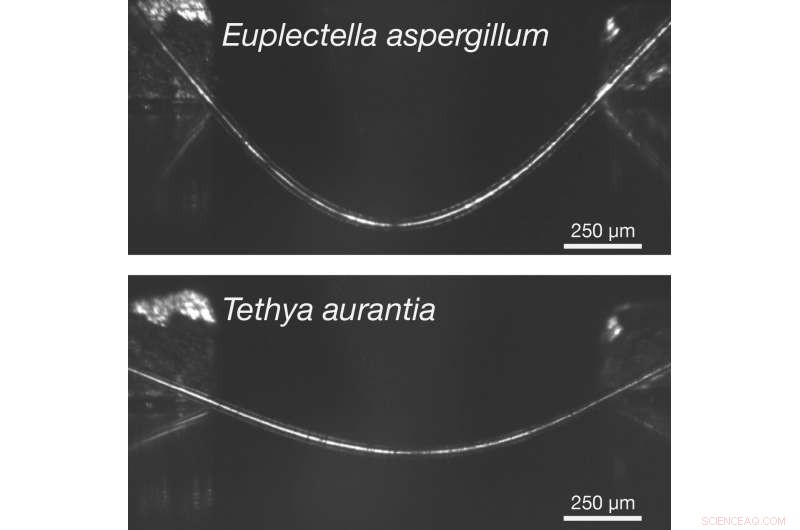 How Venus  Flower Basket Sponges Secure Their Position with Flexible Anchors