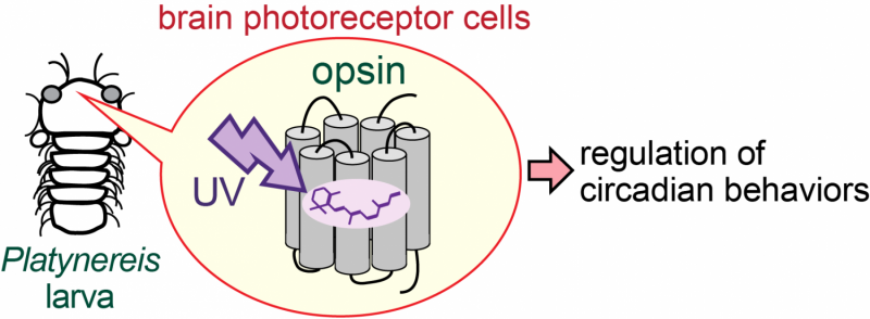 UV-Sensing Opsin Protein in the Brain of Marine Annelid Zooplankton