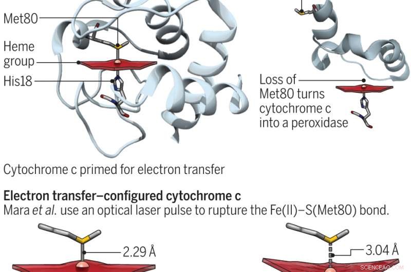 Quantifying the Energetic Cost of Cytochrome c s Entatic State
