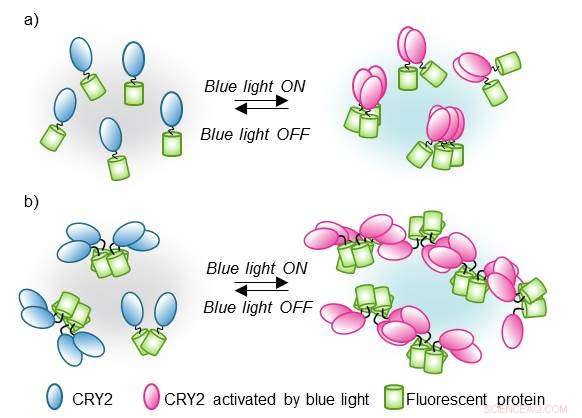 CRY2PHR: Optogenetic Protein Clustering Controlled by Blue Light
