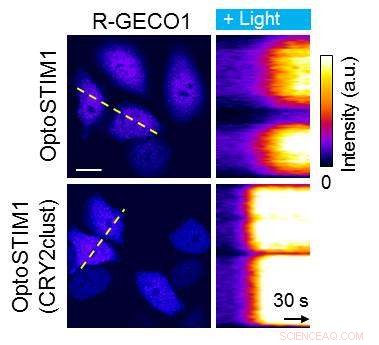 CRY2PHR: Optogenetic Protein Clustering Controlled by Blue Light