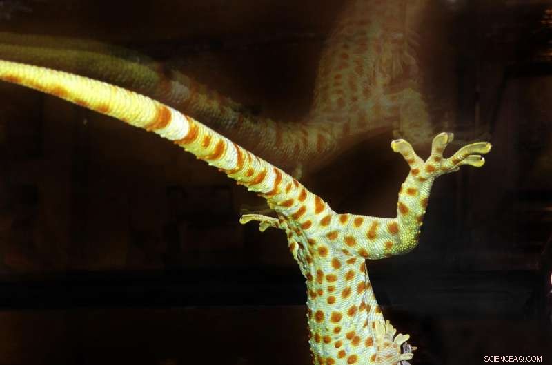 Pushing Boundaries: How Gecko Adhesion Tests Reveal New Climbing Capabilities