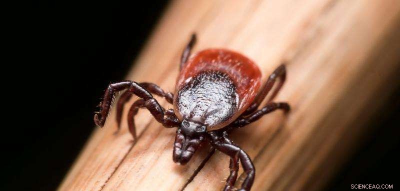 Tick Saliva Proteins Offer New Hope for Treating Heart Disease