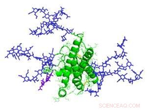 The Critical Role of Sugar–Protein Complexes in Human Health