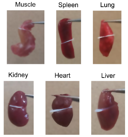 Hydroxyapatite Nanoparticle Adhesives: Biocompatible Solution for Soft Tissue Bonding