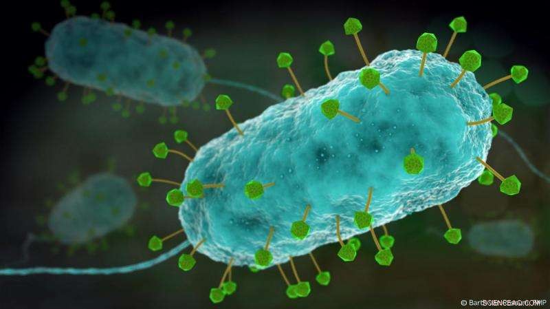 Atomic-Resolution 3D Structures of Bacteriophages: Advancing Antibiotic Resistance Research