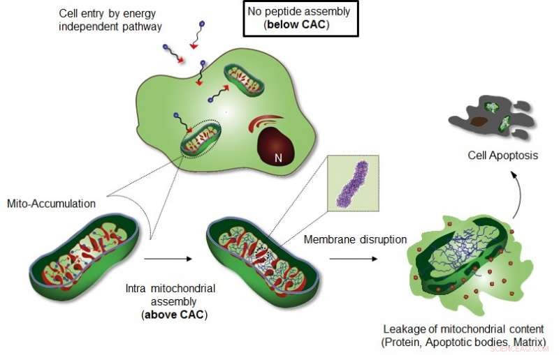 Breakthrough Method Enables Targeted Cancer Cell Destruction