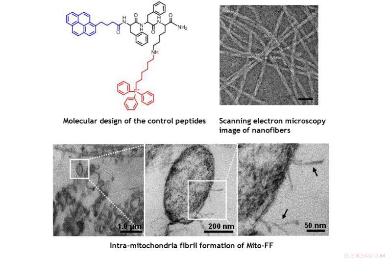 Breakthrough Method Enables Targeted Cancer Cell Destruction
