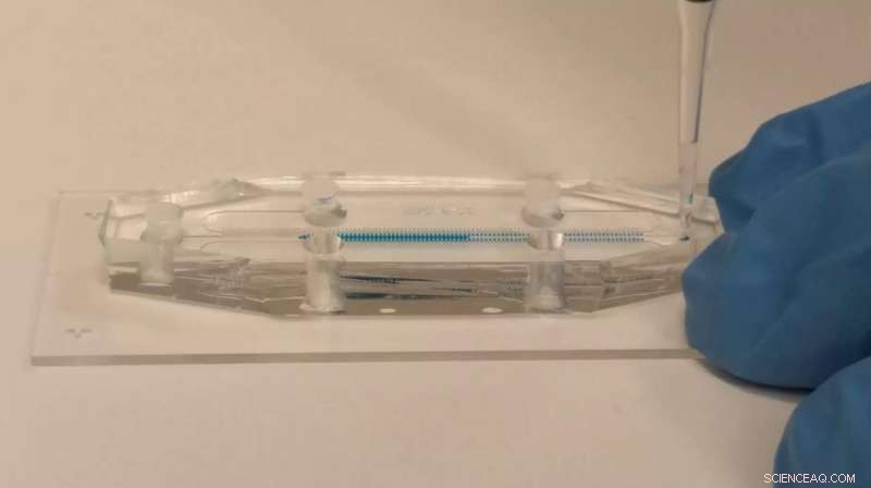 Technion s Rapid Diagnostic System Enables Custom Antibiotic Treatment