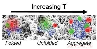 Exploring Protein Folding Stability and Dynamics with Advanced Imaging