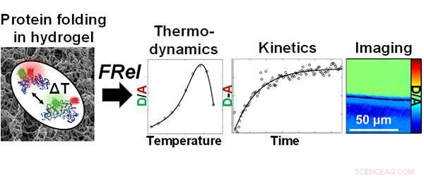 Exploring Protein Folding Stability and Dynamics with Advanced Imaging