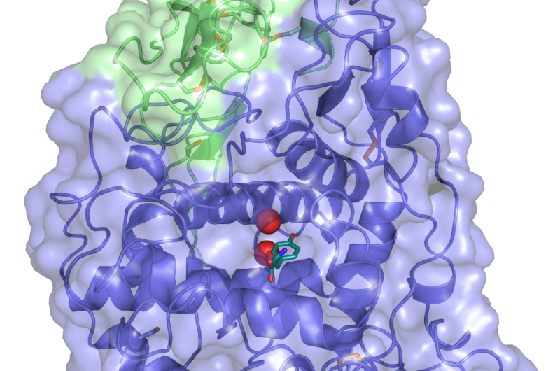 New Discovery Paves Way for Effective Treatment of Melanin-Linked Skin Conditions