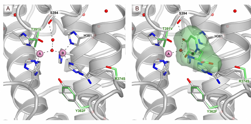 New Discovery Paves Way for Effective Treatment of Melanin-Linked Skin Conditions