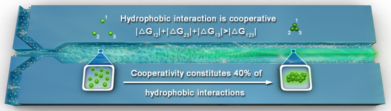 Unveiling Cooperativity in Hydrophobic Interactions Through Real-Time Monitoring