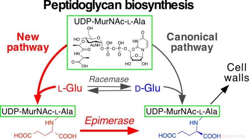 Discovery of a Novel Biosynthetic Pathway Exclusive to Pathogenic Microorganisms
