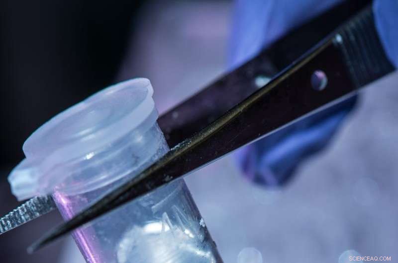 Rice University Breaks New Ground with Liquid‑Reinforced Silicone‑Gallium Composite Inspired by Human Spine