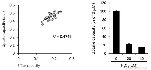 Introducing a Reliable Practical Test for HDL Function: Assessing Good Cholesterol Carrier Efficiency
